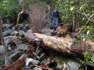 the albatross
At the base of Greenland Creek Falls - 11-25-2014
