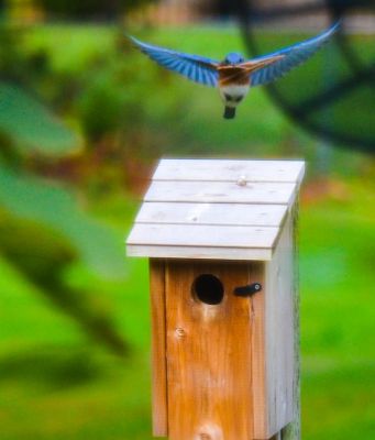 Flare
A Blue Bird with a straw in beak flares just before touch down on my Blue Bird box.
