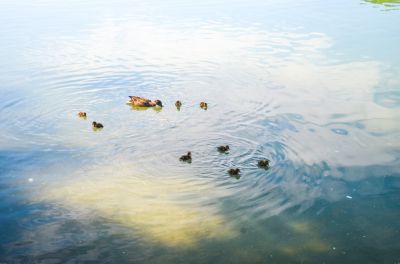 Mama Duck
Being spring in Boiling Springs baby ducks were all over the lake.
