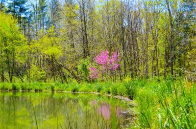 Reflections
The Red Bud reflection in Buffalo Mountain Camp pond makes us pause to remember where we were August 6, 2012.

Don't pause too long, this pond will be filled with Kayaks and energized kids before you can say "What Flood?"
