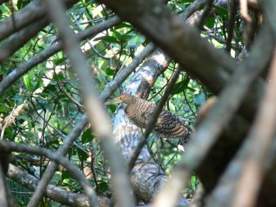 Bare-throated Tiger-Heron
Found this aviator looking back at me from a Costa Rico mangrove swamp.

Don't blame me if it aint a "Bare-throated Tiger-Heron". I just used an ID book of birds to find out what it is.


