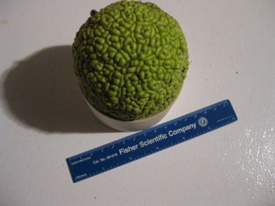 Hedge Apple?
We found this, one of natures little oddities,  along the Great Allegheny Passage, one of our many bike trips.

I have no idea of it's usefulness but, if the Major Leagues decide to go green, I'll be on the leading edge of the national pastime.
