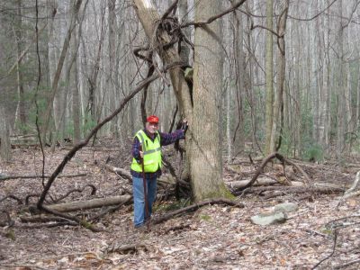 Tree Rock
Check out the rock in the tree above Lou. Only explanation I could think of is the tree grew up under the rock, which is now firmly embedded in the fork of the tree.

Got a better explanation send it to us.
