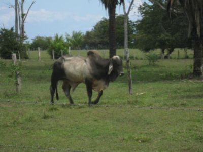 Nobody knows the trouble I've known........
Thinking about being hamburger is depressing.
