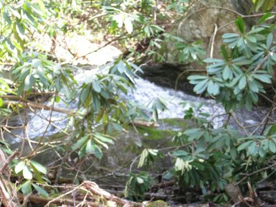 So you like laurels huh?
I know the laurels are pretty when they bloom but, I think the Devil invented the things.
