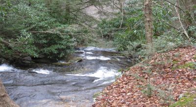 lOOKING dOWN

A one mile hike, good trail, medium slope. Near Flag Pond
