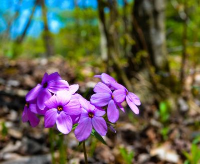 New And Fresh
Beside the clear cold creek these flowers burst forth announcing the return of Spring to Buffalo Mountain Camp.
