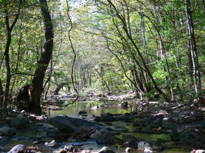 Pretty Creek
As I turned my back on Puncheon Falls this was my late afternoon view of the dreek.
