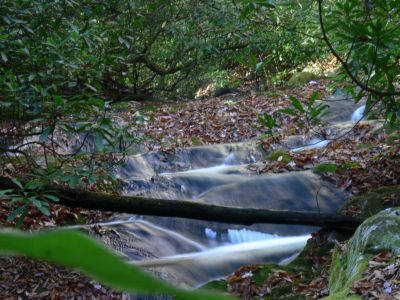 Creek or laurels?
No trail at all so the choice is creek or laurels.
