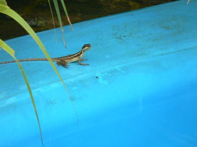 Jose
This is Jose, one of our, shall we say extended crew members. Jose is taking a little R & R from cleaning bugs off the windshield of the Albatross, a job usually reserved for the Radioman and may I say, much easier while aircraft is parked.

The Osa Peninsula of Costa Rico is a perfect place for Jose to relax.
