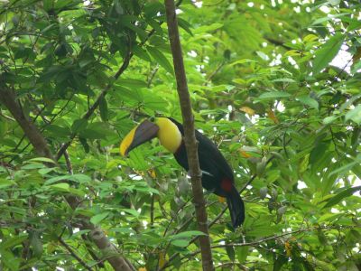 Flying
Flying ain't no big deal, Coastie.

View from our "quarters" in Costa Rica
