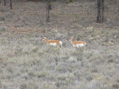 Pronghorns
A pair of pronghorns at Brice Canyon, UT
