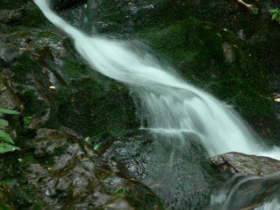 Misty
see other Misty photos in a series along a 500 yard stretch of Mineral Creek.
