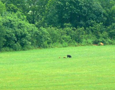 Wild Hogs
Wild hog with two of her piglets at Cade's Cove, TN.
