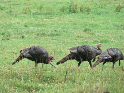 Cades Cove turkeys
Wild turkeys at Cades Cove, TN.

If you come to East Tennessee, as you should, don't miss Cades Cove in the Smokeys.

A whole community, now a park,just the way life was in early Tennessee. 
