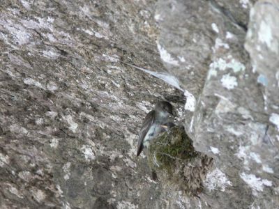 Northern Rough Winged Swallow
Due to the easy access of the nest I will not disclose it's location.

I believe this to be as identified but, if you know it to be another bird please, let me know.
