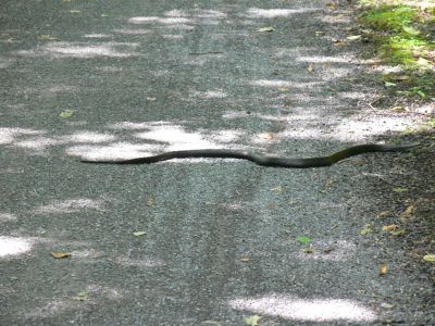 Slim
If slim had been on the freeway instead of a bike way he would be known as a sail snake.

 (sail snake: a snake that has been repeatedly run over until flat and dried. Then you can pick it up and sail it like boomerang.)

Not to worry, Slim is living large in Virginia and having a fresh tourist everyday.
