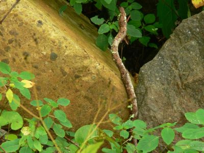 Wood Snake?
No such thing as a Wood Snake? Maybe a Copper Head, quiet common around here?? So, don't zoom in or enlarge the photo, make a guess what type snake this is.

Is too a Wood Snake.......... Zoom in and see. What the hay, I thought it was a snake and I was there with it, just below Lower Clear Branch Falls. Started to whack it with the Roaming Knob buuuut, nobody was looking so i just kind of eased on out.

Should have stopped right there, but this was too good to keep to myself.
