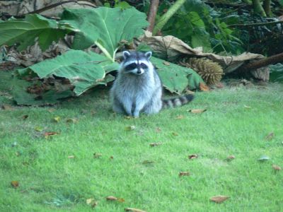 Cougar?
Do Cougars have rings around their tails and wear a mask?

This very day, Sep. 7 2011 two cougars were killed by the Wildlife folks very near  our location.
 One News report stated they were backed up by the RCMP for crowd control ??? What the heck were they doing, preventing a stampede back to Victoria?

Actually, old Wally here (a name I gave to this obviously dangerous critter) showed up on our B&B lawn and started to explain the rules of engagement to BJ and Myself. 

BJ defended her crew, namely me, admirably.
