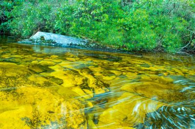 Strike Gold
Not really, just the color of the rocks near Carlton Falls, on Greenland Creek, in Panthertown.

