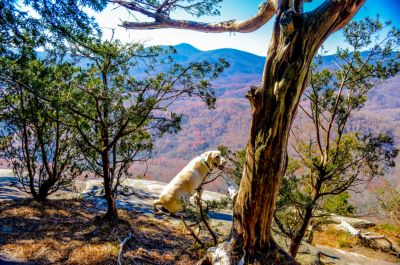 Special Ops.
This crew member can sniff where a bear walked two days earlier, drinks from a mud hole, always willing to lead and works for part of my snack and a scratch.

Did I say Bo knows hiking Looking Glass Rock. Only member of this group to look over the edge, fearless.
