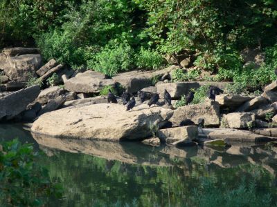 Reflecting On Ugly
If being a Buzzard is not bad enough, they can see their reflection in the river.

Kind of makes one sick. Oh, they make daily appearances at Rock Island State Park, TN.
