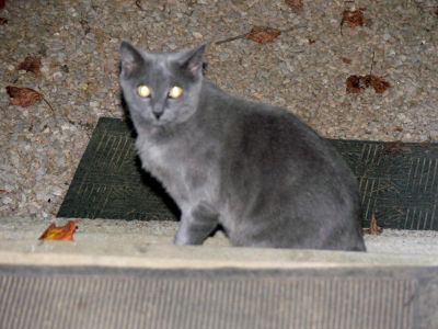 Answer no. 2
Actually it is not a panther but, this cat greeted us when we checked in at Rock Island State Parks, TN.

After calming Lou's nerves the cat joined us for a wiener roast.
