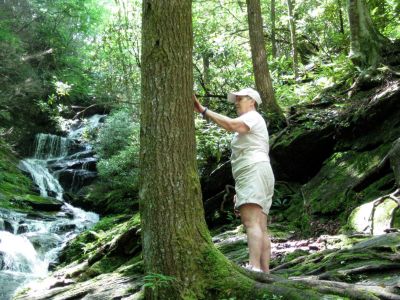 Tree
That's a tree, you know, like BEARS climb.

BJ just before cataract surgery, at Roaring Fork Falls.

