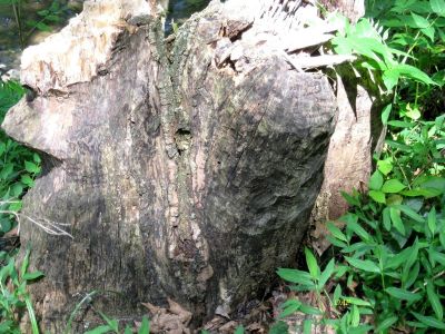 Beaver Art
Found along the New River Trail
