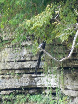 King Fisher
Sorry for the poor quality of the photo, it was taken several hundred yards from the royal subject.

Watched a pair of King fishers feeding and mating for quiet some time but, photographing them was very tough to do since they rarely sit still  and were at such a distance.

The photo was taken on my recent trip to Middle Tennessee near Rock Island.
